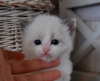 Excellent-Black-nose-Ragdoll-kittens-