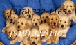 Playful-temperament-Golden-Retriever-puppies
