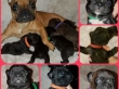 French-Bulldog-blue-black-brindle-cream-fawn-puppies