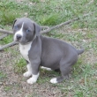 We-have-a-litter-of-healthy-American-Staffordshire-Terrier-puppies