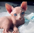 Sphynx-Cats-For-Sale